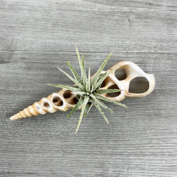🔆AIR PLANT BUDDY🔆 WITH REAL SEA SHELL HAND MADE AND UNIQUE - Picture 5 of 9